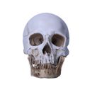 1:1 Resin Replica Life Human Anatomy Skull Collectable Bar Decoration Teaching