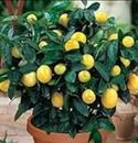 AZIZ GAZI NURSERY Lemon Grafted Live Plant | Lemon Seedless All Season Container Suitable Plant | Healthy Live Plant | Nimbu Live Plant with Grow Bag | Plant for Outdoor & Home Garden (Yellow)