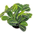 Hopewind Plants Shop- Lemon Lime Prayer Plant, Lemon Lime Maranta, Popular and Attractive houseplant, Gorgeous Live Indoor Plant, Easy to Care and Rare Variety Green Thumbs Up 4 inch Pot