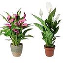 Charming Gronhus Live Peace Lily Or Spathiphyllum Plant Indoor Outdoor Plant Air Purifier Oxygen Supplier Good Luck with Round Pot for Living Room/Bedroom/House/Office (Pack Of 2)