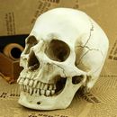 Life Size 1:1 Human Skull Resin Replica Model Anatomical Realistic Skeleton Bone