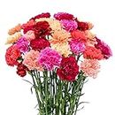 FlowerPrime 100 Mother's Day Carnations - Special Holiday Variety Pack Fresh Natural cut flowers