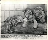 1956 Press Photo Lion cubs climb over a log in a zoo, Frankfurt, Germany