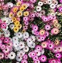 NO-GMO 4500 Seeds, Ice Plant Livingston Daisy Flower, Ground Cover Flower Seed Mix Heirloom Seeds