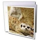 3dRose Slender-Tailed Meerkat, San Diego Zoo, California - US05 MPR0045 - Maresa Pryor - Greeting Cards, 6 x 6 inches, Set of 12 (gc_88553_2)
