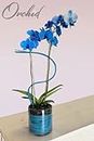 Cloud Farm Exotic Orchid Indoor Live Flower Plant CF_118
