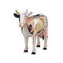 Animal Organ Anatomy Model 4D Cow Intelligence Assembling Toy Teaching Anatomy Model DIY Popular Science Appliances