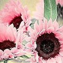 50Pcs/Bag Of Sunflower Seeds High Germination Rate Easy To Grow Easy To Handle Lush Fresh Garden Fruit Sunflower Seeds, Mini Bonsai Seeds For The Garden Pink One Size
