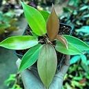 plant store Philodendron Prince of Orange, Rare Natural Live Plant