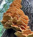 100 Chicken of The Woods Mushroom Spawn Plugs to Grow Gourmet and Medicinal Mushrooms at Home or commercially.