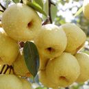 1 Pack 50 Pcs Pear Seeds Sweet Fruit Plant High Germination Easy To Grown S129