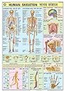 HPM01 | TeachingNest | Human Skeleton Chart 70x100 cm | English & Hindi Combined | Human Physiology Chart | Laminated | Wall Sticking teachingnest and Human Physiology Charts