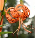 20+ TIGER LILY SEEDS (Lilium columbianum) Spotted Flowers | USA Seller Free Ship