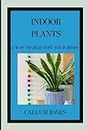 Indoor Plants: A Way to Beautify Your Home