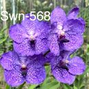 Vanda Wichai X Santi Blue orchid, blooming size, in hanging basket