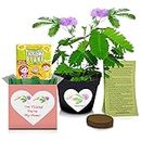TickleMe Plant Mother's Day/Birthday Gift Box Set - to Grow The Plant That Closes its Leaves When You Tickle it or Blow It a Kiss! It Even Grows Pink Flowers! I'm Tickled You're My Mom!