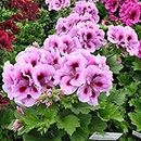 Seeds 20 seeds/packet Hanging bonsai geranium seeds for home seeds of the decoration of the Green Garden Green Flower: Only seeds