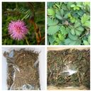 Hojas, flores, tallos de Mimosa Pudica seca pura orgánica Nidikumba 25 g