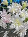 Lily Bulbs Lilium Flower Bulbs Perennials Flower Bulbs for Planting Indoor and Outdoor (3 Bulbs,White)