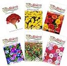 GIFTONETREE Summer Flowers Seeds | Celosia, Cockscomb, Marigold Yellow, Morning Glory, Portulaca and Vinca Mix | 6 Summer Flower Seeds Combo + Free Sunflower Seeds for Home Gardening