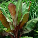 Ensete Maurelii - Red Abyssinian Banana