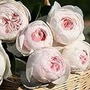 Stargazer Perennials - Earth Angel Parfuma Rose Plant Live Ready to Plant, Very Fragrant Blush Pink Flowers | Peony Shaped Blooms Own Root 1.5 Gallon Potted Rose Easy to Grow