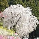 White Fountain Weeping Cherry Tree Seeds,DIY Home Garden Dwarf Tree,Beautiful and Elegant Flower Seeds Garden Plant - 10pcs/lot