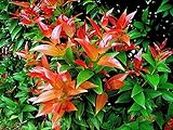 Siam Garden Syzygium Myrtifolium Lilly Pilly Exotic Orange For Hedge Or Bush Topiary Plant (Orange)