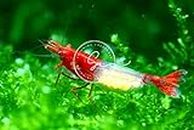 Neocardina Shrimp Live Feshwater Aquarium Shrimps. Live Arrival Guarantee. (10 Red RIli)