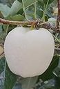 Rare White Apple Live Plant & Tree Hybrid Grafted Original Variety Plant Height 1.5 to 2 feet Pack of 1 (Fruit After 1 Year)