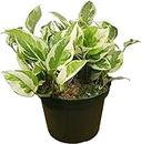 Mphmi NCR Live Plants Money plant marble prince, Scindapsus n joy - Plant