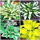 200pcs Hosta Fragrant Plantain Lily Seed Perennial Flower for Home Garden Ground Cover Precious hosta Pot Plants - (Color: Mix)