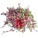 4" Ruby Necklace | Othonna capensis L.H.Bailey, Rare Purple Hanging Trailing Succulent Fully Rooted in Pots, Real House Plant for Home Office Wedding Decoration DIY Project Party Favor Gift