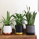 Air Purifying Plant Collection 3 Indoor House Plants Snake Plant, Peace Lily, Spider Plant, Perfect for Cleaning Air at Home in Office, 3X 12cm Pots One of Each by Thompson and Morgan (3)