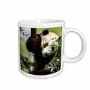 3dRose Giant Panda Bear, Research Station, San Diego Zoo Ca Us05 Mpr0038 Maresa Pryor Ceramic Mug, 15 oz, White, 11.43 x 8.45 x 12.7 cm
