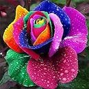 200pcs Rainbow Color Rose Seeds for Planting, Hybrid Rare Rose, Perennial Shrub