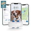 Tractive – Collier GPS pour chien - Élue Marque de l'Année - Localisation globale en direct - Alertes anti-fugue - Moniteur d'activité avec alertes de santé