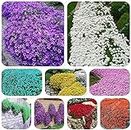 200 Creeping Thyme Seeds Flower Seeds Rock Cress Ground Cover Seeds Carpet Evergreen Plant Easy To Grow For Garden Lawn 1