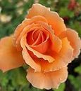 Just Joey Apricot Rose Bush, Rose Bushes Ready to Plant, 2 Quart Pot, Plant Gifts, Roses Live Plants (Apricot - Just Joey Rose)