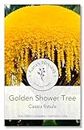 Gaea's Blessing Seeds - Golden Shower Tree Seeds - Weeping Yellow - Cassia Fistula - Non-GMO Herb Seeds with Easy to Follow Instructions, Heirloom, Open-Pollinated, Untreated