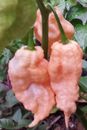 Jay's Peach Ghost Scorpion Ultra Rare Chilli: Reminds You the Beauty & the Beast
