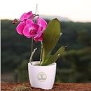 Orchid (Phalaenopsis) Live Plant | Potted plant, Orchid/1 stem assorted colours, 12 cm Live Plants (Pink)