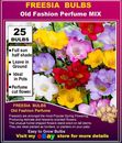 FREESIA BULBS - Old  Fashion  Perfumed- MIX - 25 / 50-BULBS
