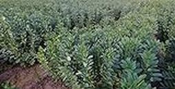 [Three Mo Garden] Fava Bean Seeds (1/4 LB) Ground Cover Crop Seeds - Green Manure for Home Garden