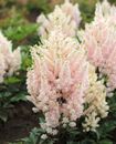 Younique Salmon Astilbe - 3 root divisions