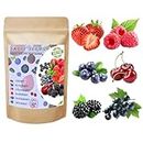 Mix Fruit Seeds 1100+ Berry Seeds for Planting Strawberry Raspberry Mulberry Blueberry Elderberry Cherry - 6 Varieties Individually Packaged Non-GMO for Home Garden