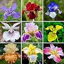 DouxiE 35pcs Mixed Color Rare Heirloom Iris Seeds - Stunning Colors for Your Garden - Uncommon Varieties