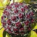 24 colori Orchid sfera Rare sfera del fiore dell'orchidea pianta perenne Hoya carnosa semi Bonsai semi Pianta in vaso Per la casa Giardino 100Pcs 7