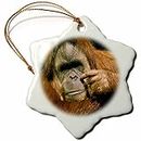3dRose ORN_88564_1 California, San Diego Zoo, Orangutan Primate US05 MWT0005 Michele Westmorland Snowflake Porcelain Ornament, 3-Inch