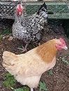 6 Fertile Chicken Hatching Eggs